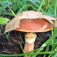 Вожегова М.А.