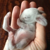 Дмитрий Котельников