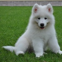 Анечка Трофимова