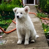 Захар Пироженко