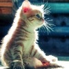 gd3nqdcuq1wkb1ebmau7fj9rzw
