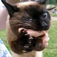 Артем Неровный