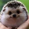 mvzdzzecpw8kjfmb66habh6mx4