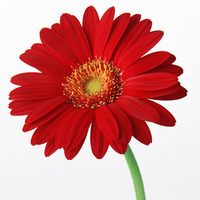 Александра Д.