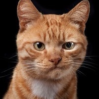 Дарья Чиркова