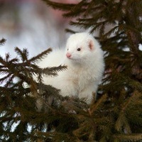 Белый Хорёк