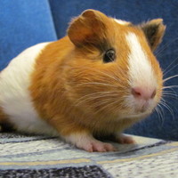 Татьяна Лепесевич