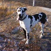 Ирина Балаева