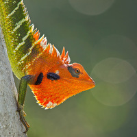 Софья Корпусова