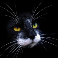 Сергей Сковородин