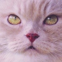 Светлана М.