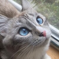 светлана федосеева