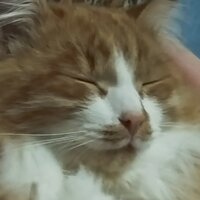 Екатерина Яковлева