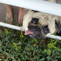 Арман Курмангалиев