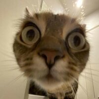 Анастасия Улитенко