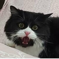 Ксения Павлова