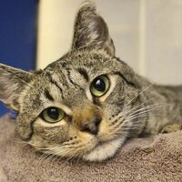 Андрей Павлович