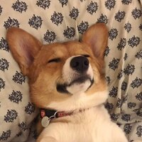 Антон Карнаухов