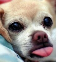 Ирина Шалимова