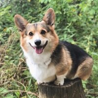 Дмитрий Ковалев