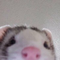 Дарья Суслина