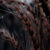 Полина Филиппова