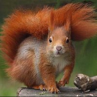 Вера Белкина