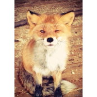 Елена Лямцева