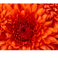 Смычкова Т.