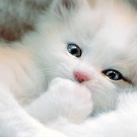 Инна Халикова