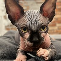 Игнат