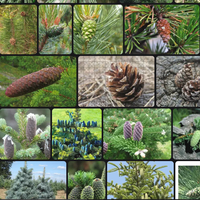 Оксана Устьянцева