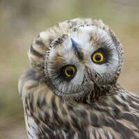 Элмира Мурсалова