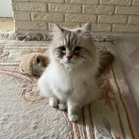 Яна Сафронова