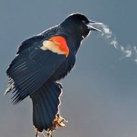 Фёдор Пушков