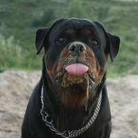 Елена Яковлева