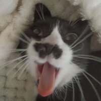 Кира Елесина