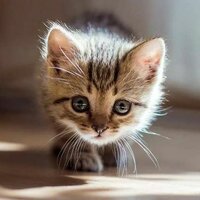 Анна Соколова