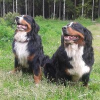 Маня Величко