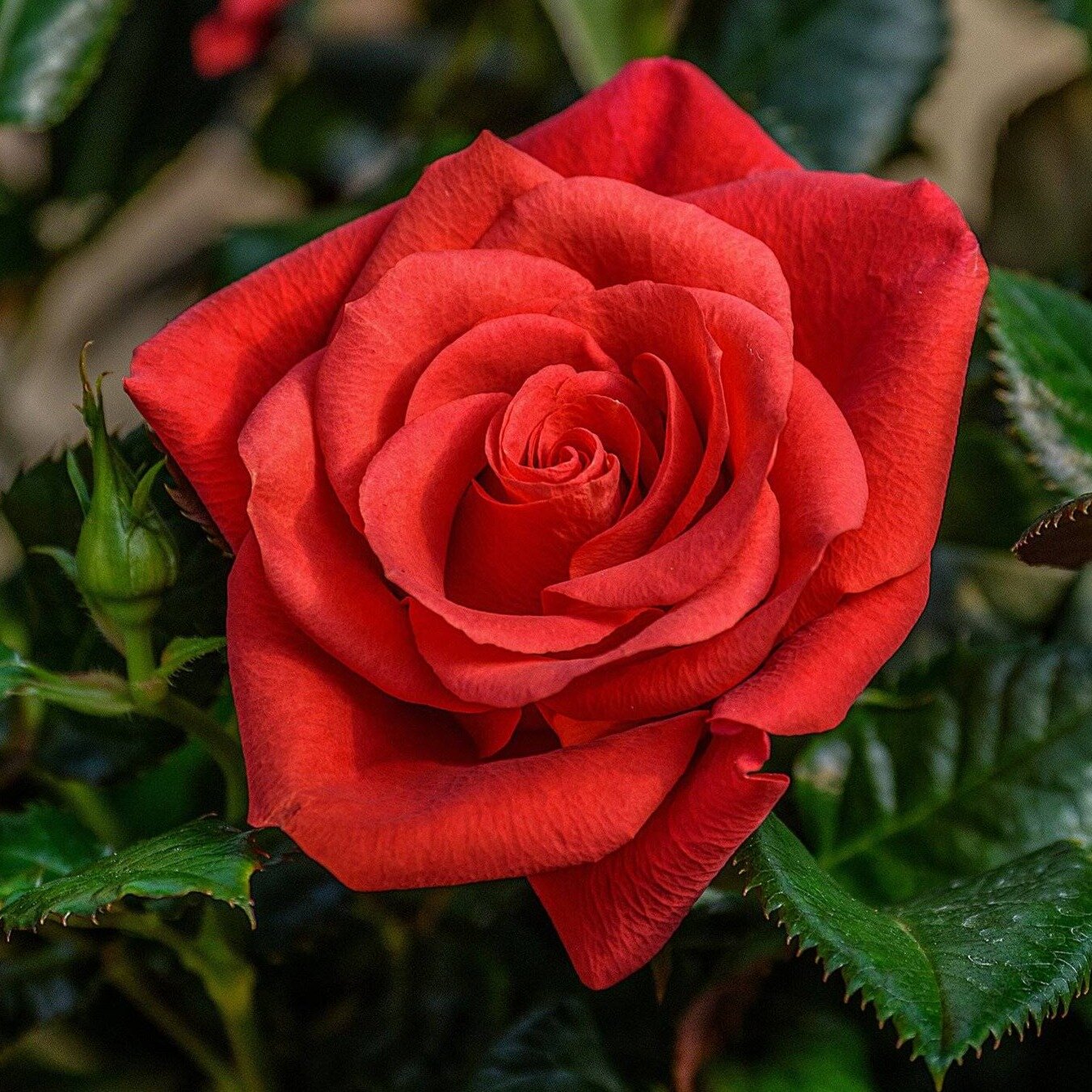 Иркутск ДолинаЦветы - 1 yorum, 1.309 görüntüleme - Yandex Maps 