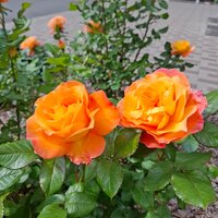 Юлия Шангина