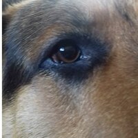 Рустам Джанаев