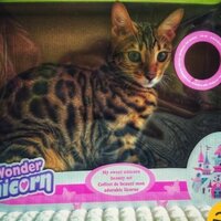 Наила Родионова