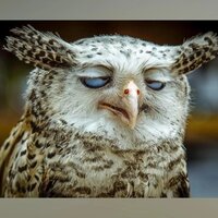 Юрий Шаталов