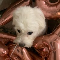 айса оконова