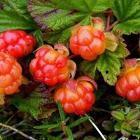 Северянка Северная