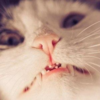 8wffvq6p7tub5z3re2uafpez98