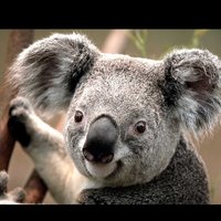 Антон Палыч