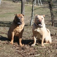 Алексей Крайнов