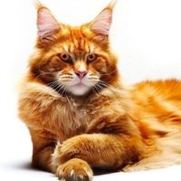 Алексей Николаенко